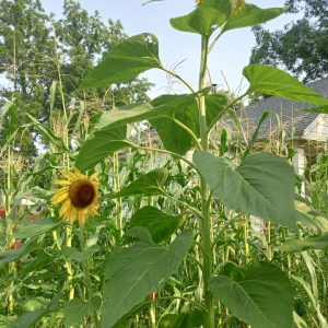 Sunflower, oilseed, black hole