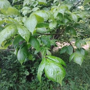 Acer negundo, 'poison ivy'