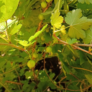 Ribes missouriense