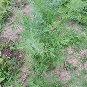 Dill, elephant
