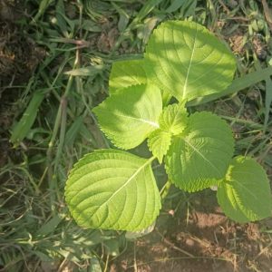 Perilla sp. Shiso