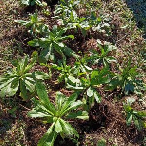 Prickly Lettuce