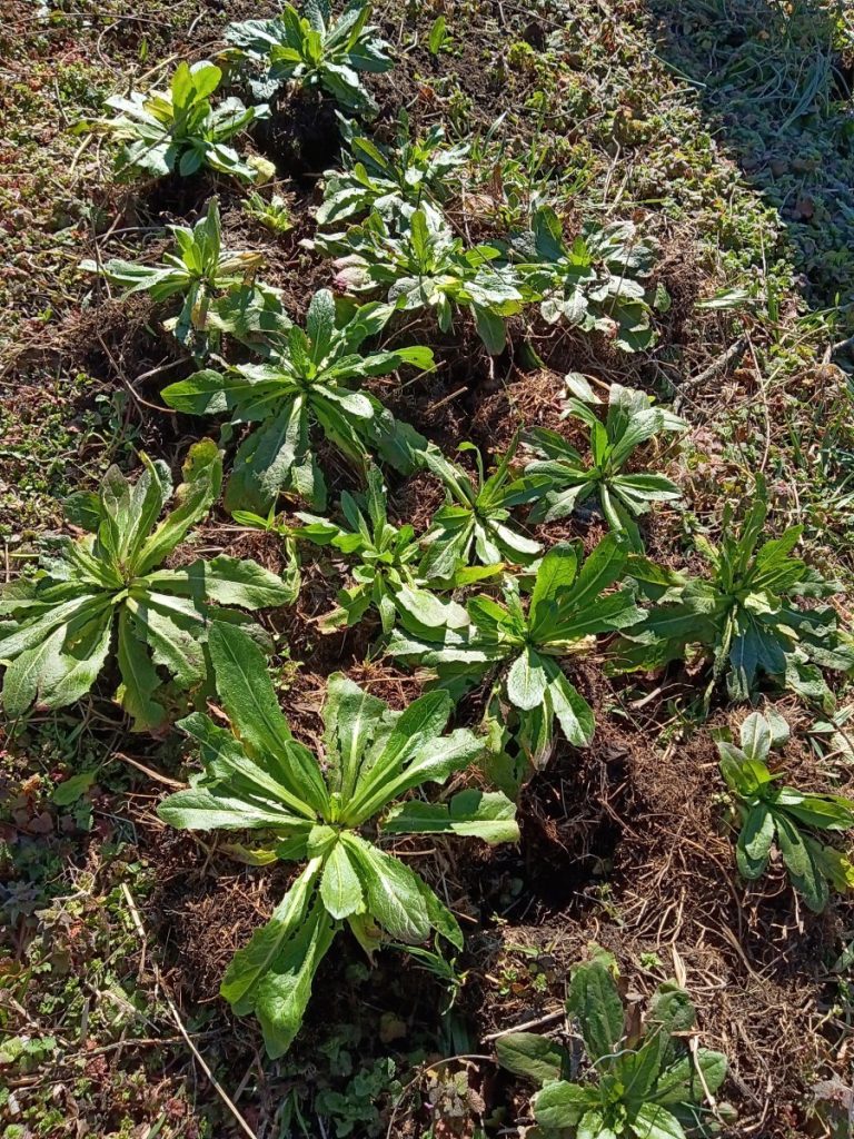 Prickly Lettuce