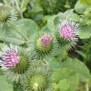 Burdock, chiko