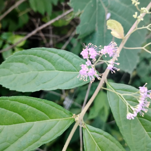 Beautyberry (Callicarpa spp.)
