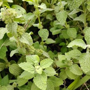 White Horehound