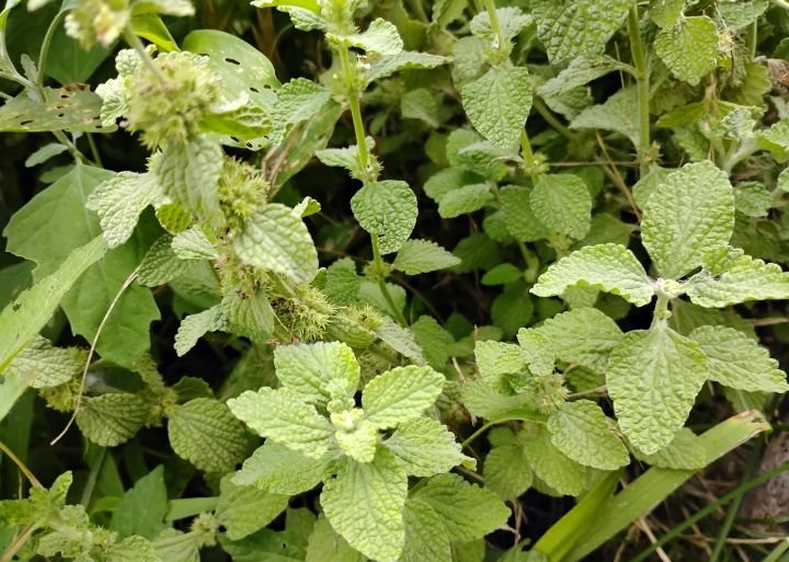 White Horehound
