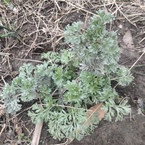 Wormwood