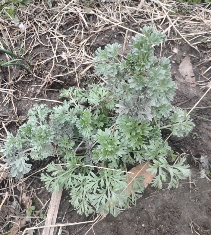 Wormwood