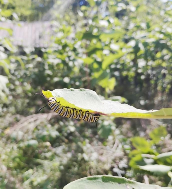 Milkweed, common
