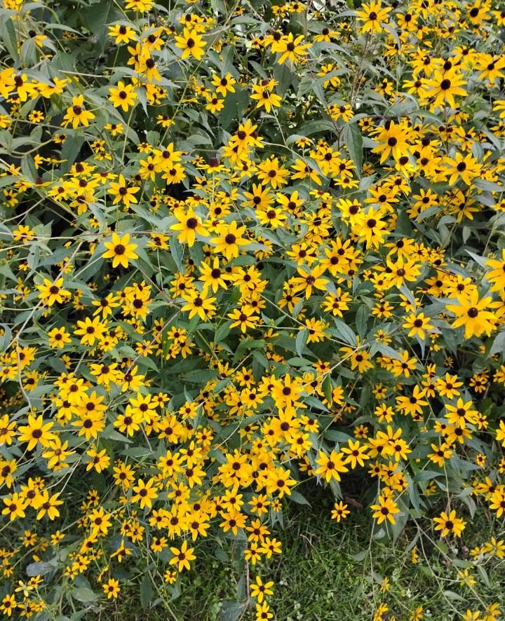 Rudbeckia triloba