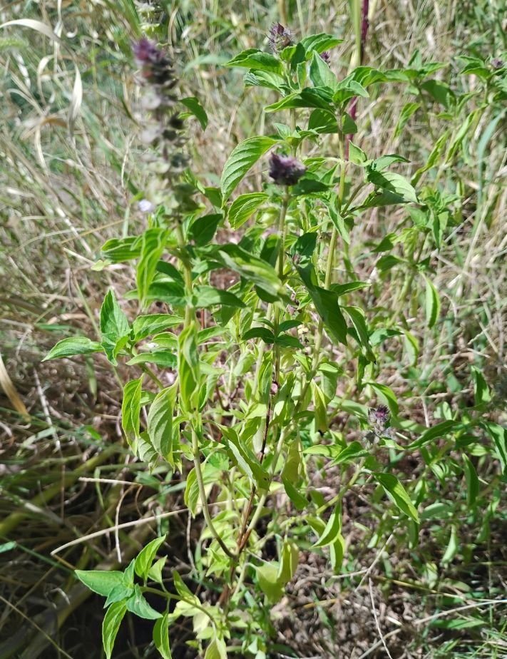Basil, licorice