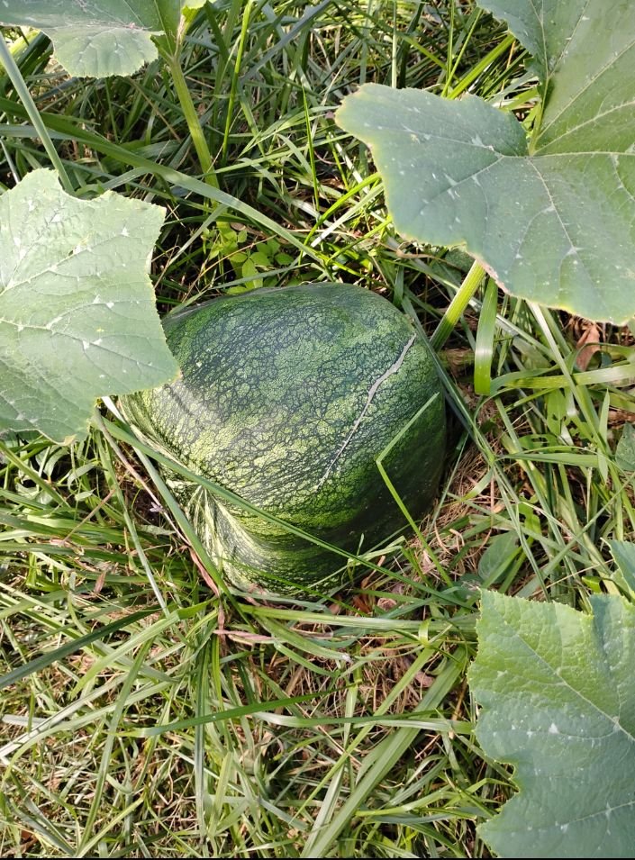 Cushaw squash, landrace