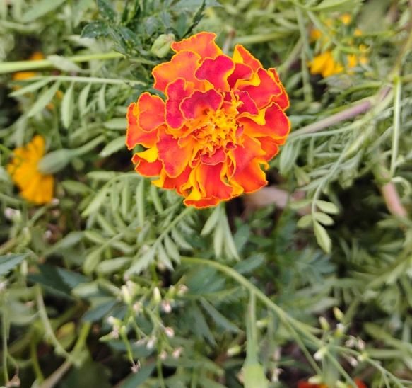 Marigolds