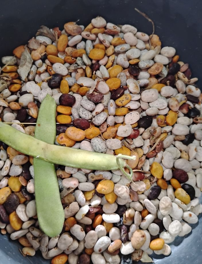 Tepary Bean, Landrace
