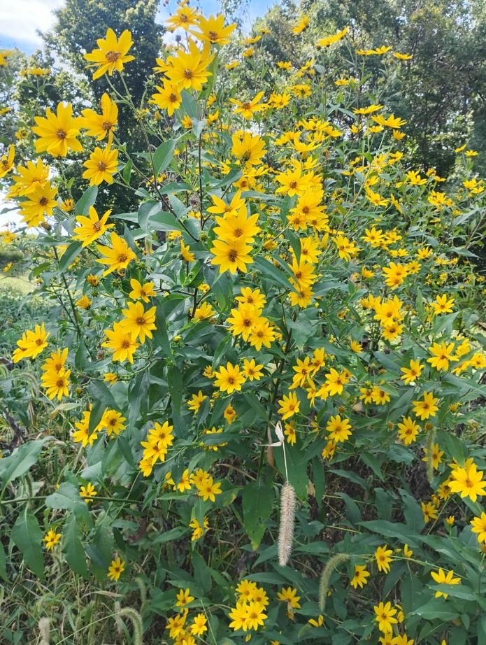 Sunchoke