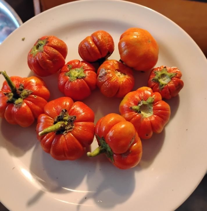 Ethiopian Eggplant