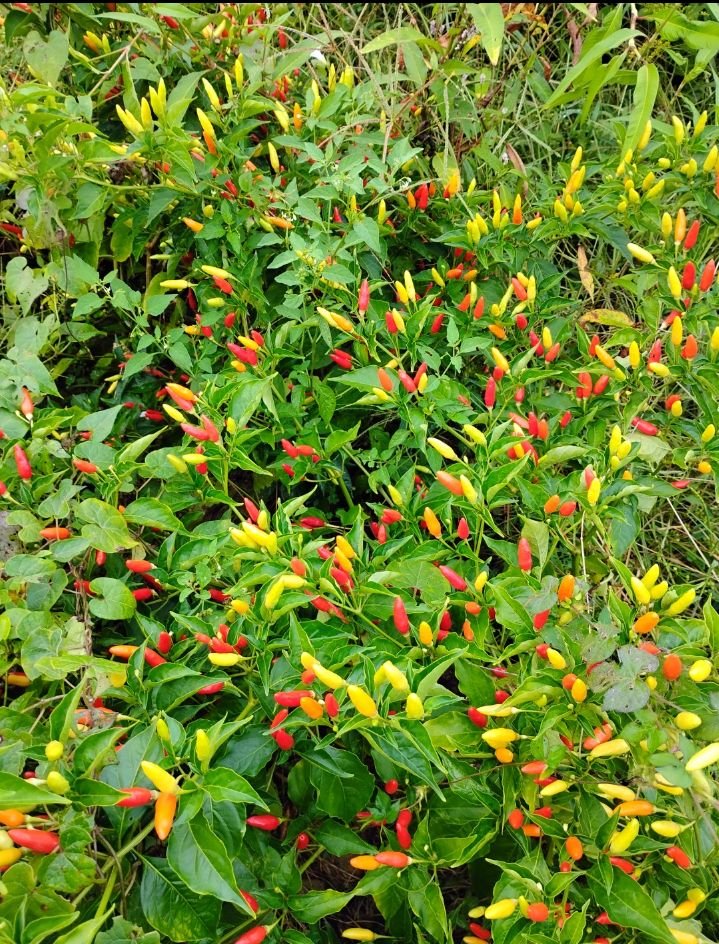 Pepper, Tabasco