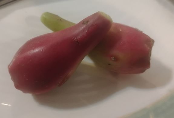 Eastern Prickly Pear