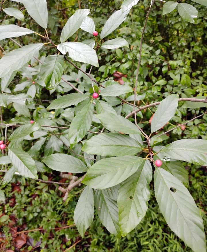 Frangula caroliniana