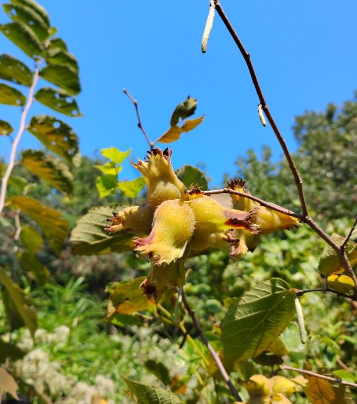 American Hazelnut