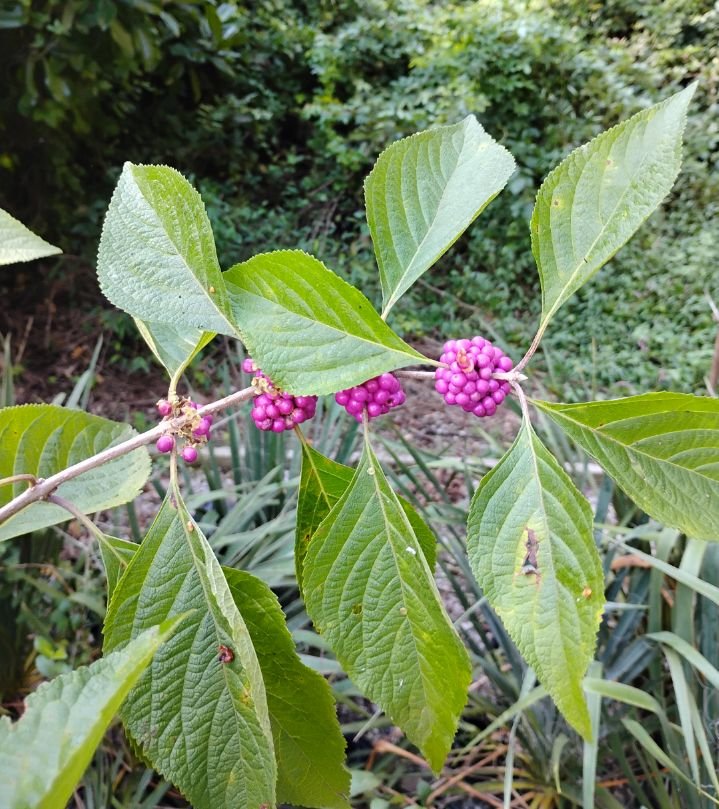 Callicarpa americana (American Beautyberry