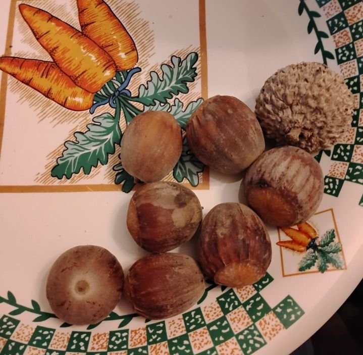 Oak, Burr