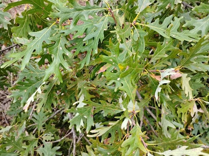 Oak, white