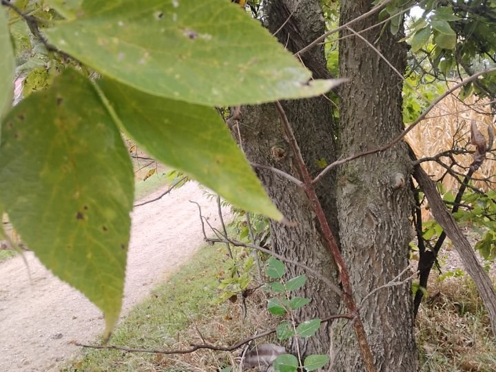 Hackberry