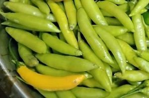 Pepper, Aji Guayana