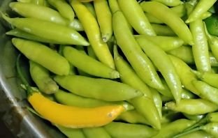 Pepper, Aji Guayana