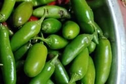 Pepper, Serrano